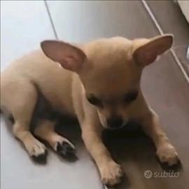 Cucciolo di cane ciuahua
