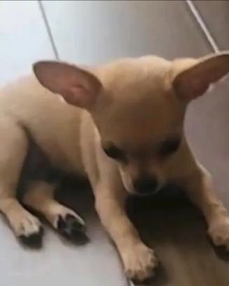 Cucciolo di cane ciuahua