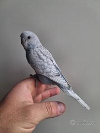 Pappagalli cocorite allevati a mano