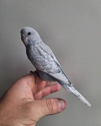 Pappagalli cocorite allevati a mano