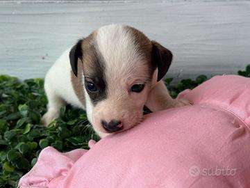 Jack Russell