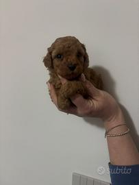 Barboncino toy