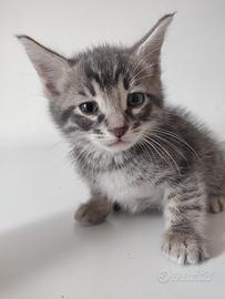 Annie gattina 2 mesi