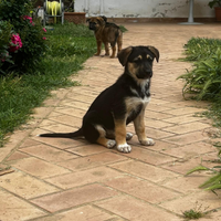 Cuccioli meticci svezzati