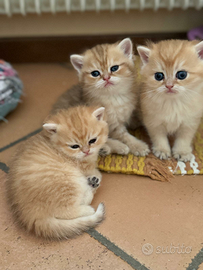 Favolosi British shortair