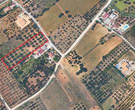 Terreno agricolo a Partinico, Contrada Turrisi