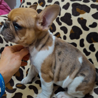 Ultima femmina di Bulldog Francese esotico