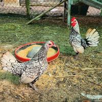 Coppia gallo gallina nane sebright