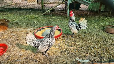 Coppia gallo gallina nane sebright