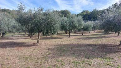 Terreno di 2020 m² a Lanciano