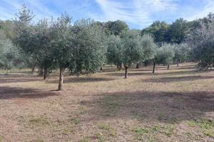 Terreno di 2020 m² a Lanciano