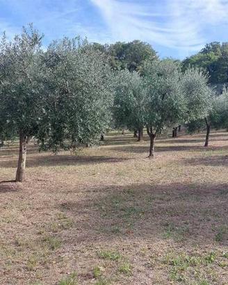 Terreno di 2020 m² a Lanciano