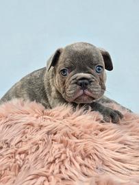 Bulldog francese occhi azzurri
