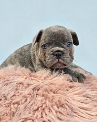 Bulldog francese occhi azzurri