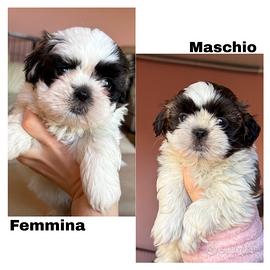 Cuccioli di shihtzu