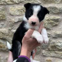 Cuccioli Border Collie linea da lavoro :)