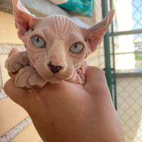 Cuccioli Sphynx e Elfo