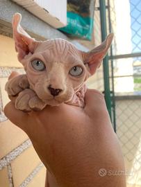 Cuccioli Sphynx e Elfo