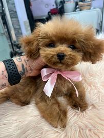 Barboncine minitoy/teacup