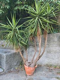 Yucca
