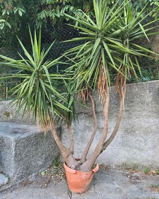 Yucca