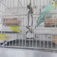 4 papagalli info 3803496760