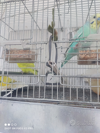 4 papagalli info 3803496760