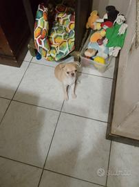 Chiuhaha