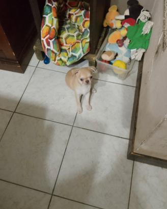 Chiuhaha