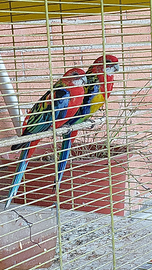 Coppia di rosselle comuni