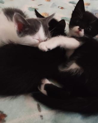 Gattini coccoloni