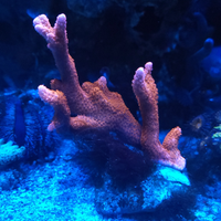 Montipora digitata corallo sps acquario marino