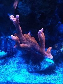 Montipora digitata corallo sps acquario marino