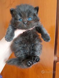 Gattino persiano nero cioccolato