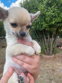 Cucciolo di chihuahua