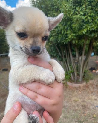 Cucciolo di chihuahua