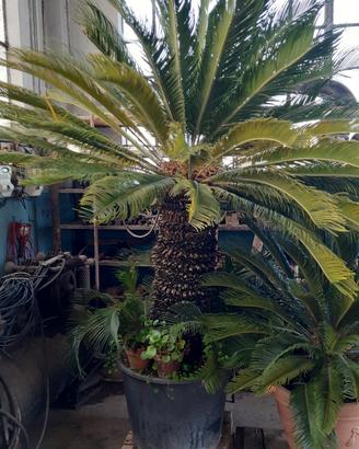 cycas revoluta