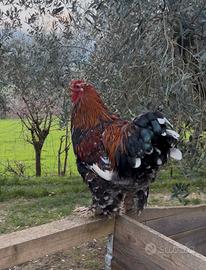 Gallo Brahma