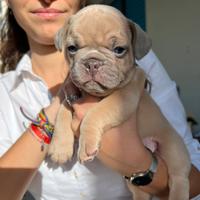 Bulldog francese maschio