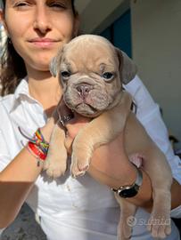 Bulldog francese maschio