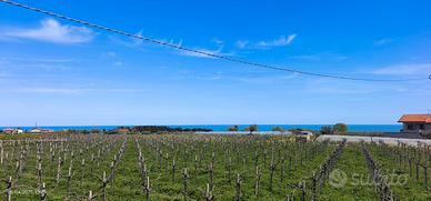 Francavilla al Mare Terreno 88 olivi 2Km dal mare