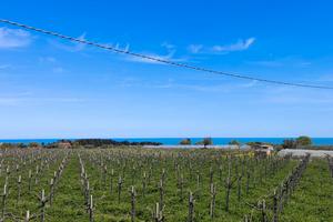 Francavilla al Mare Terreno 88 olivi 2Km dal mare