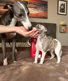 Cani, whippet