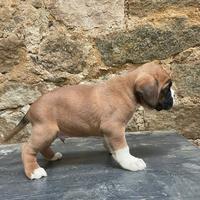 Boxer Pedegree