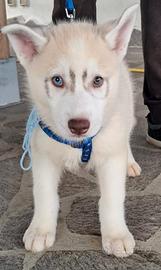Cuccioli siberian husky con pedigree Enci