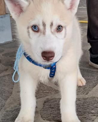 Cuccioli siberian husky con pedigree Enci