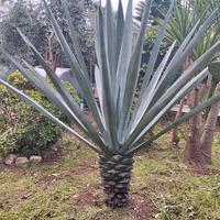 agave sisalana