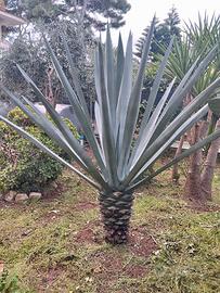 agave sisalana