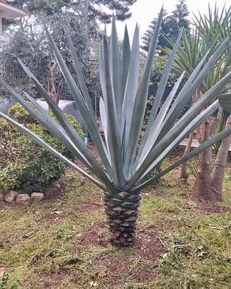 agave sisalana
