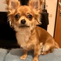 Chihuahua per monta